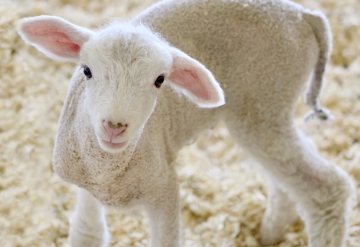 De maand april start goed: de eerste lammetjes zijn geboren!