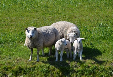 Per taxi van TRT naar (schapen)kaasboerderij Wezenspyk