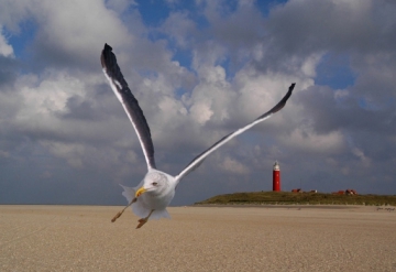 Texelpop 2020 in De Cocksdorp voor de echte muziekliefhebber