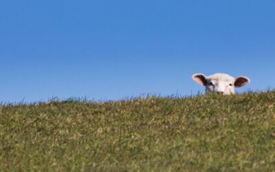 Texelse Specialiteiten: Proef de smaak van Texel