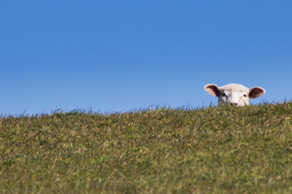 Texelse Specialiteiten: Proef de smaak van Texel